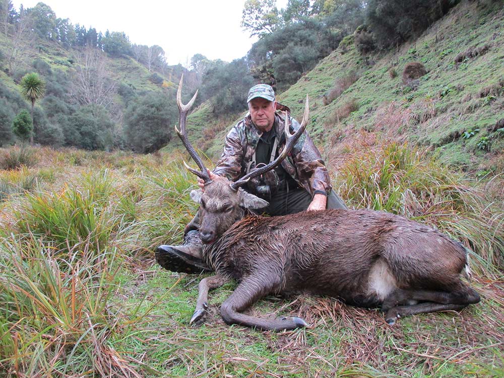 A Sika Stag trophy from the Fairmead Hunting Experience