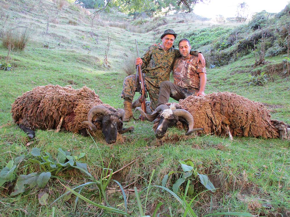An Arapawa ram trophy from the Fairmead Hunting Experience